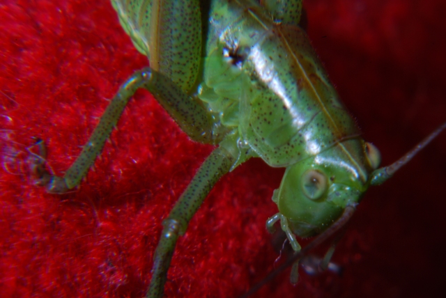 Cavalletta: ninfa di Tettigonia sp.